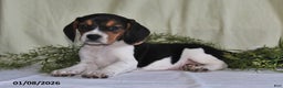 Beagle dogs for sale: Lexie - Ad 2