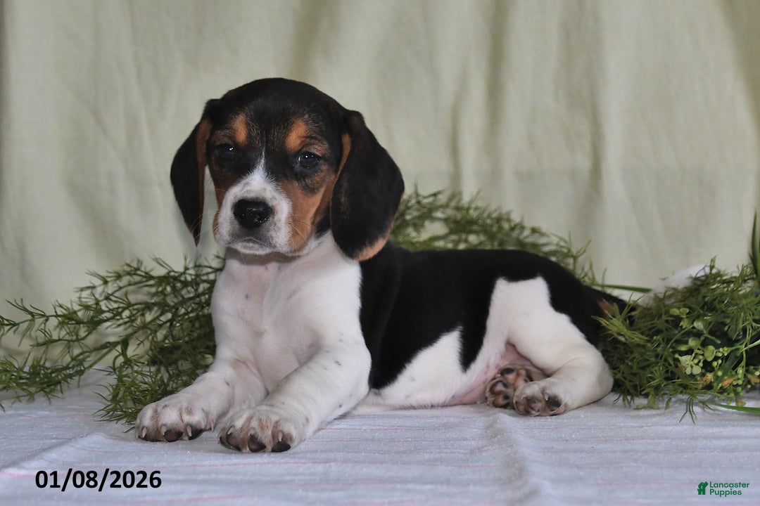 Beagle dogs for sale: Lexie - Ad 2