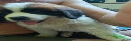 Saint Bernard dogs for sale: Saint Bernard 2  BOY - Ad 4