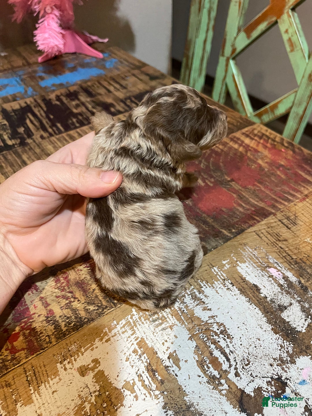 Miniature Poodle dogs for sale: Miniature Poodle Puppy 1 - Ad 29