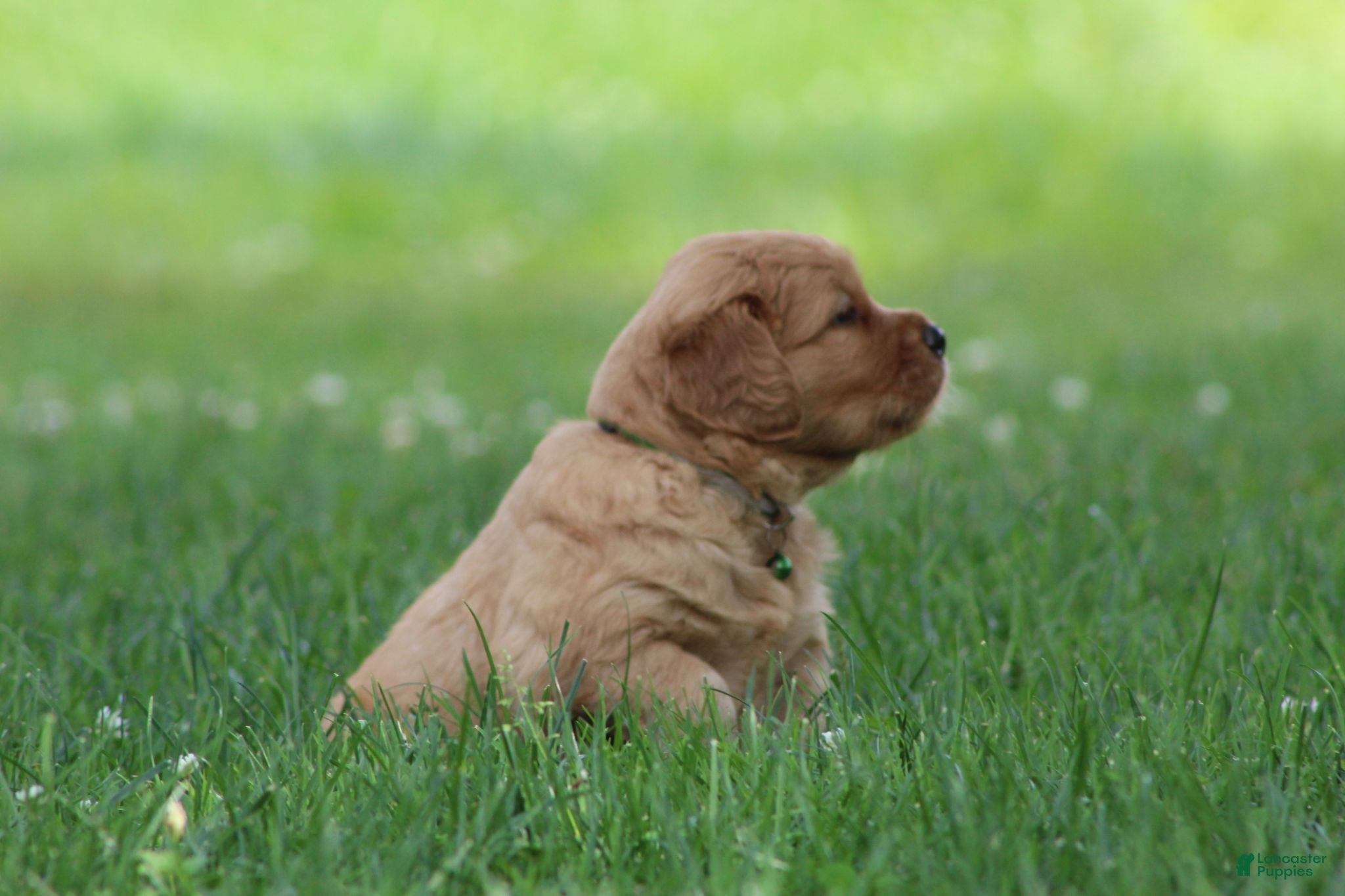 Golden Retriever dogs Oliver - Ad 2
