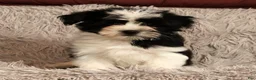 Havanese dogs for sale: Scott - Ad 7