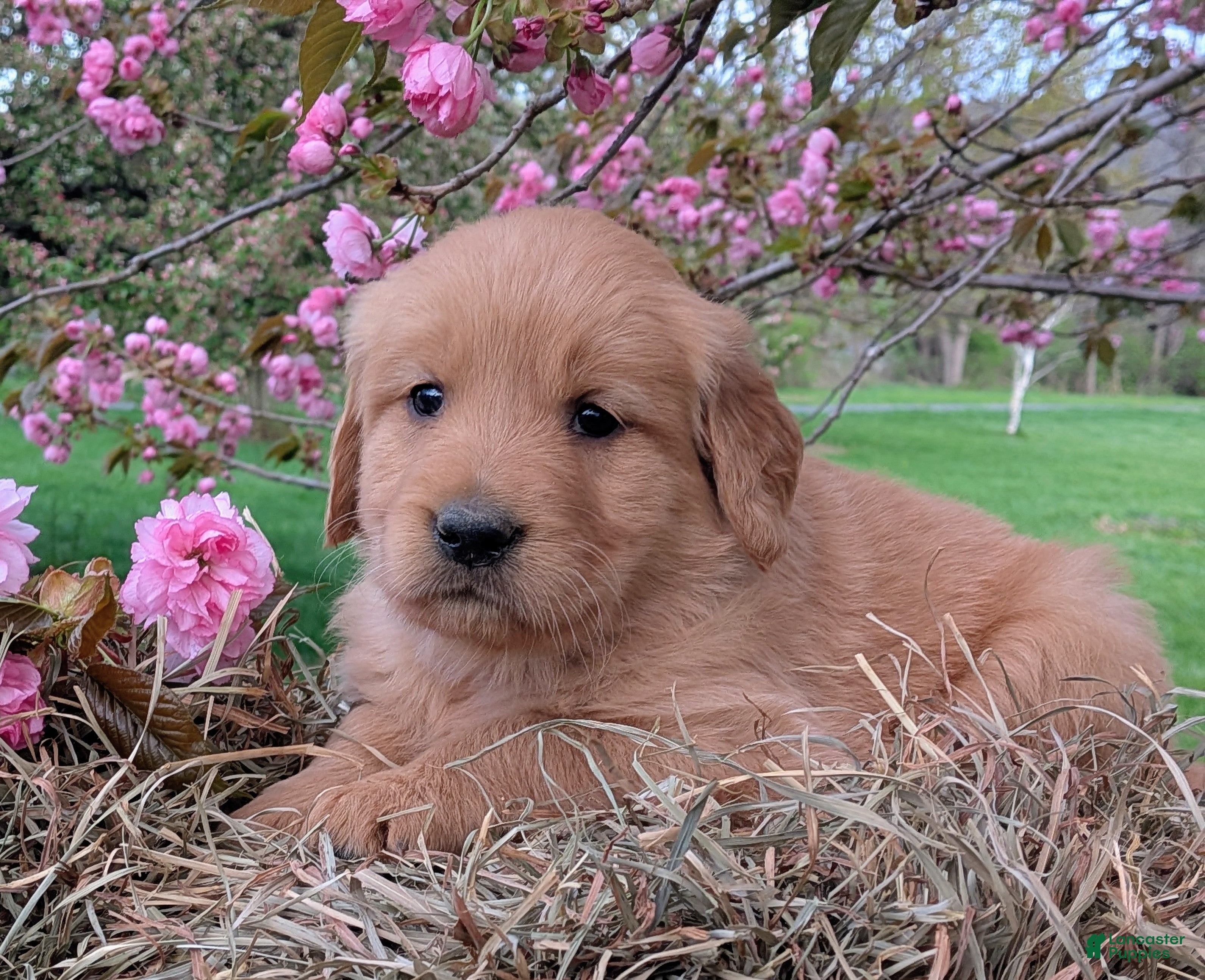 Golden Retriever dogs Hazel - Ad 1