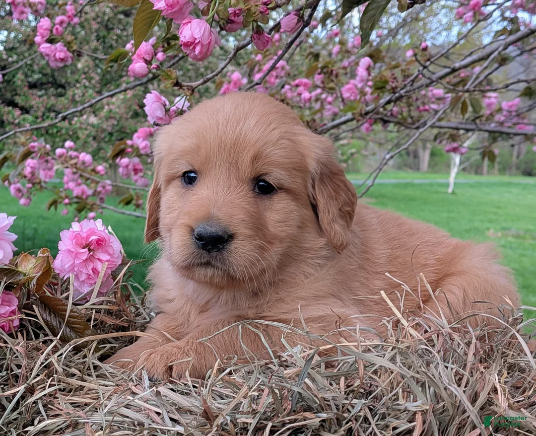 Golden Retriever dogs for sale: Hazel - Ad 1