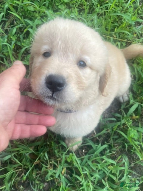 Golden Retriever dogs Black collar boy. - Ad 1
