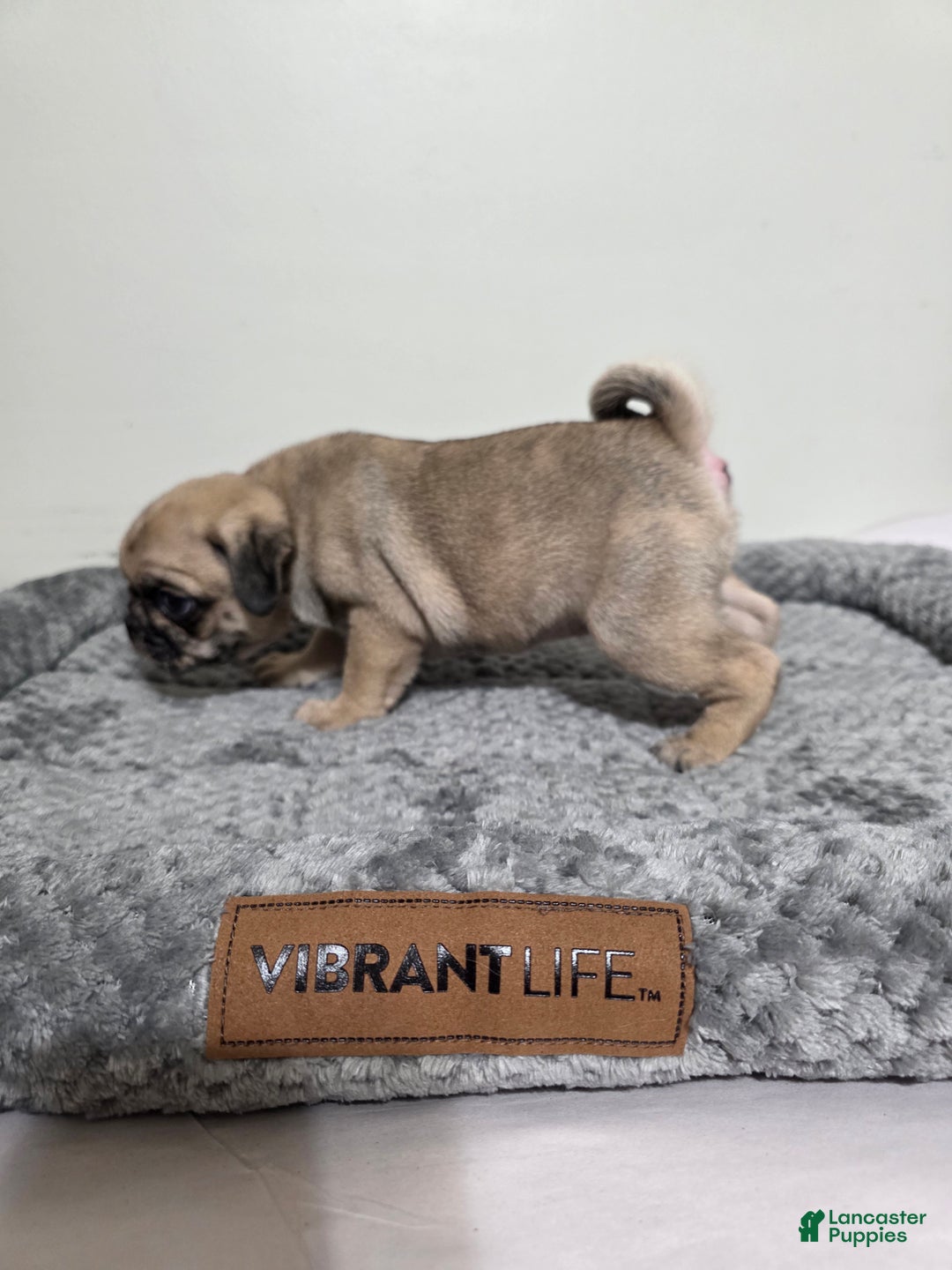 Pug dogs for sale: Pug Puppy lulu - Ad 4