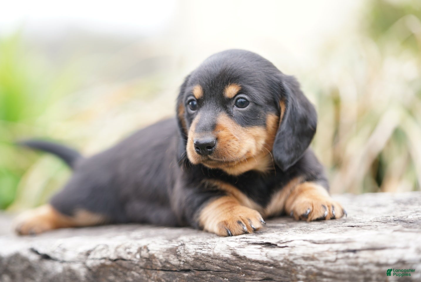 Miniature Dachshund dogs Shelton - Ad 2