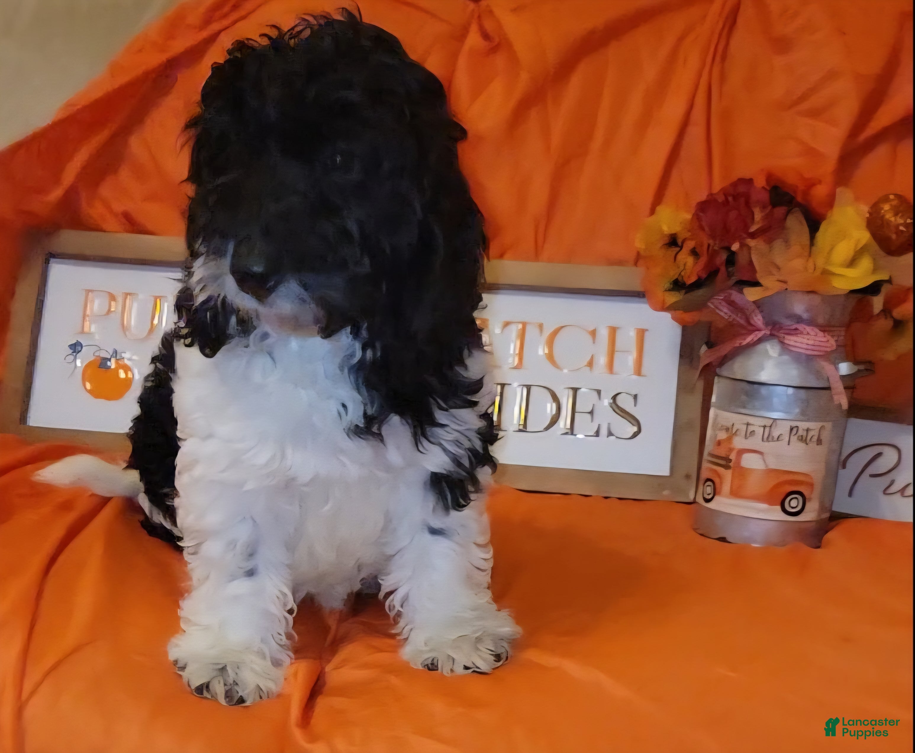 Cockapoo dogs Bear - Ad 11