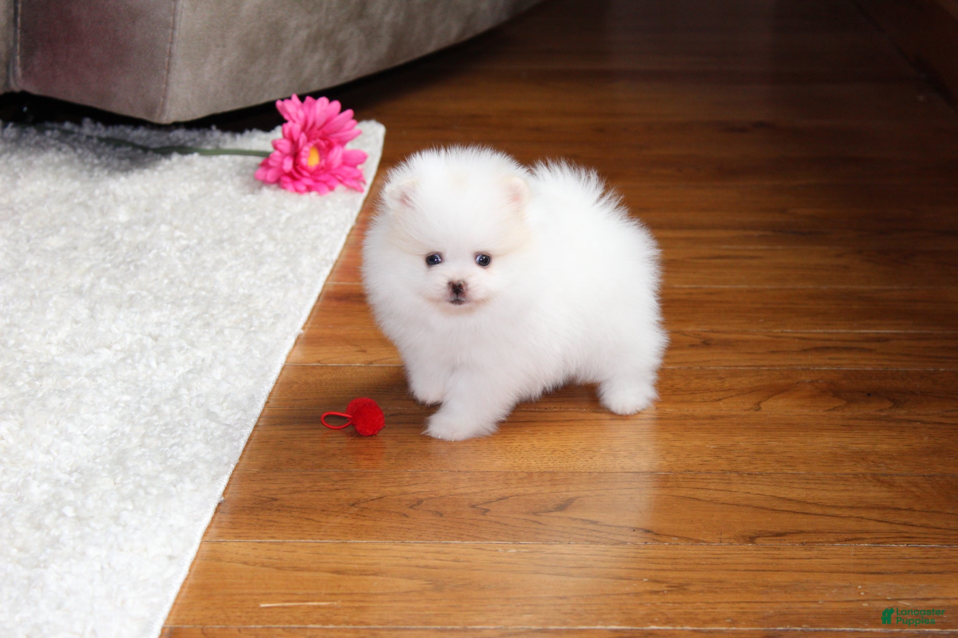 Pomeranian dogs Teacup Pamela - Ad 1