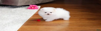 Teacup Pamela