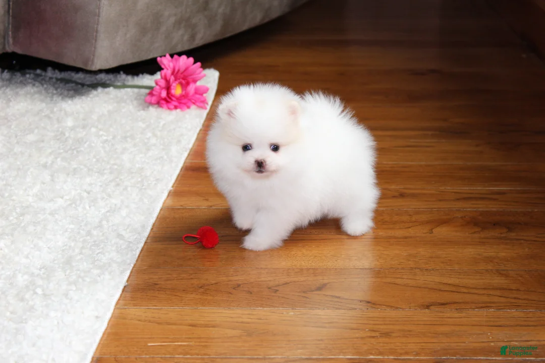 Pomeranian dogs for sale: Teacup Pamela - Ad 1