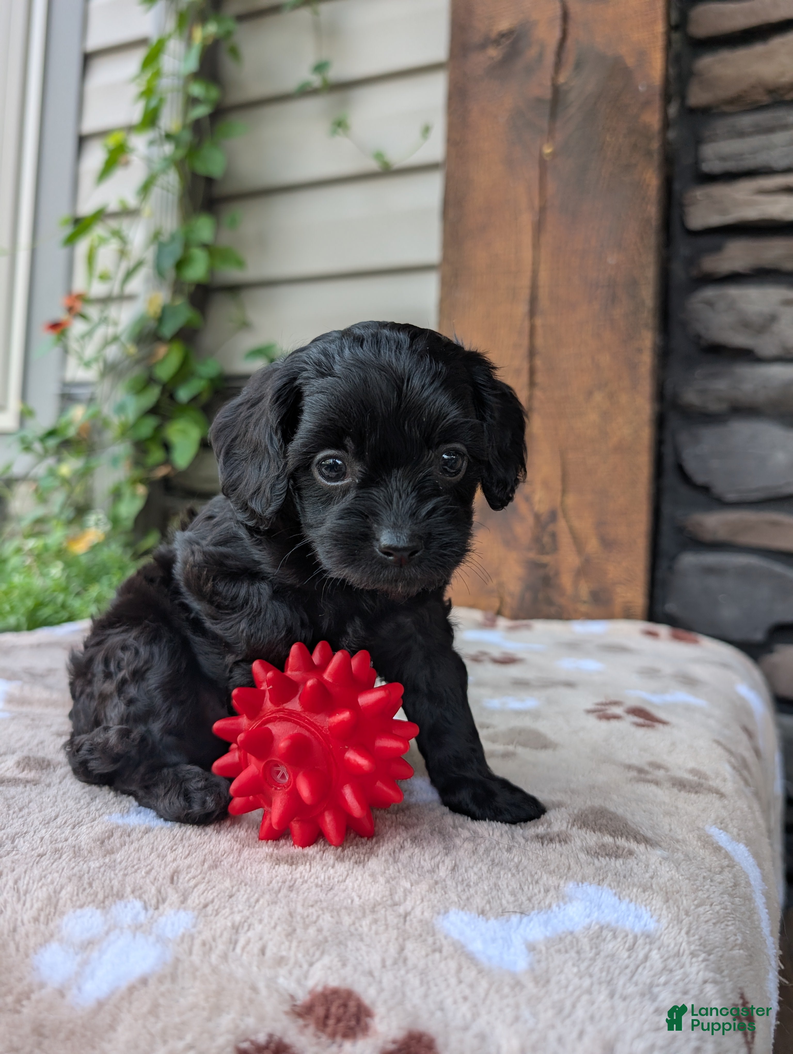 Cavapoo dogs Marley  - Ad 2