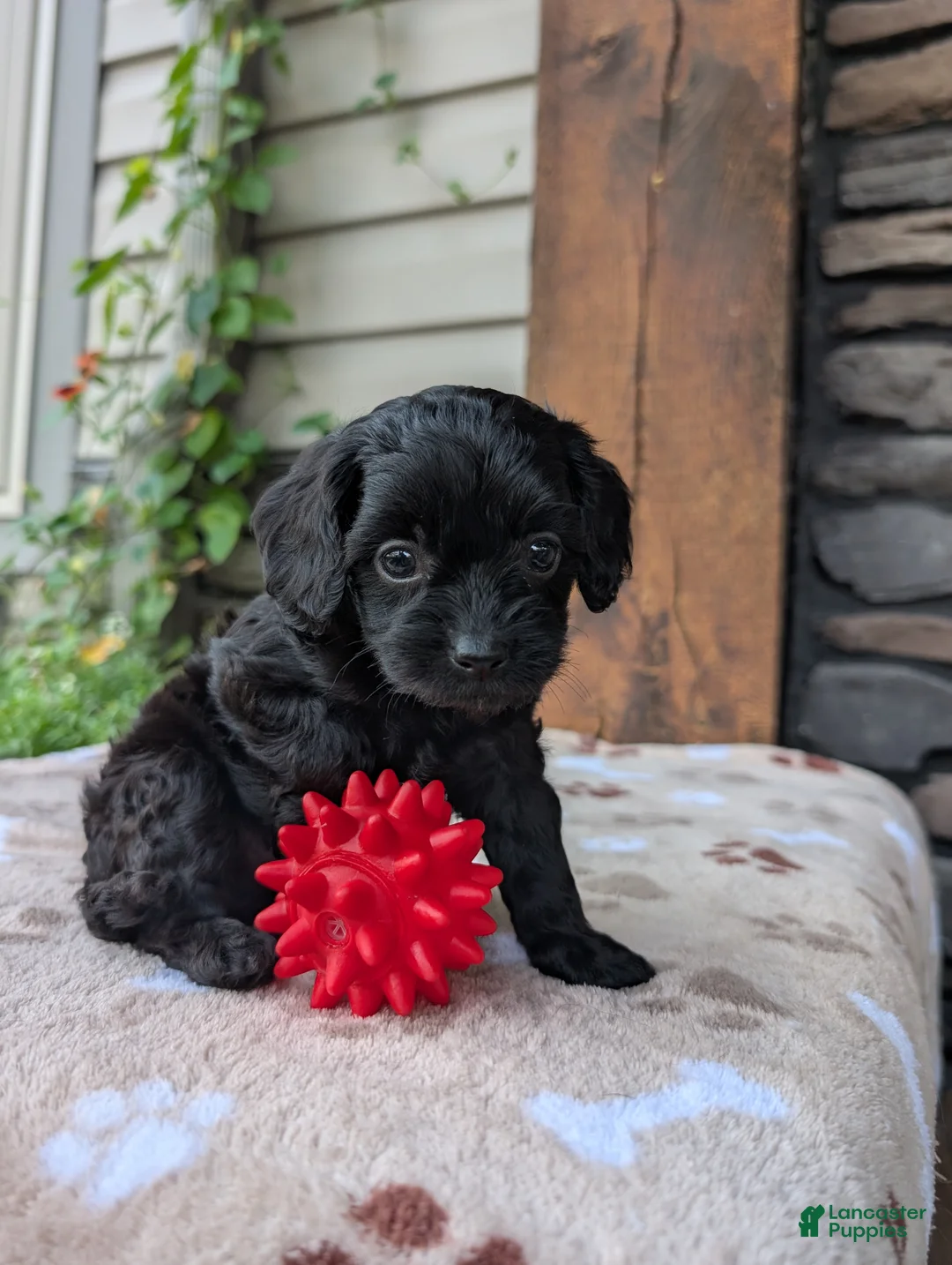 Cavapoo dogs for sale: Marley  - Ad 2
