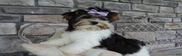 Biewer Terrier dogs for sale: Kodiak - Ad 12