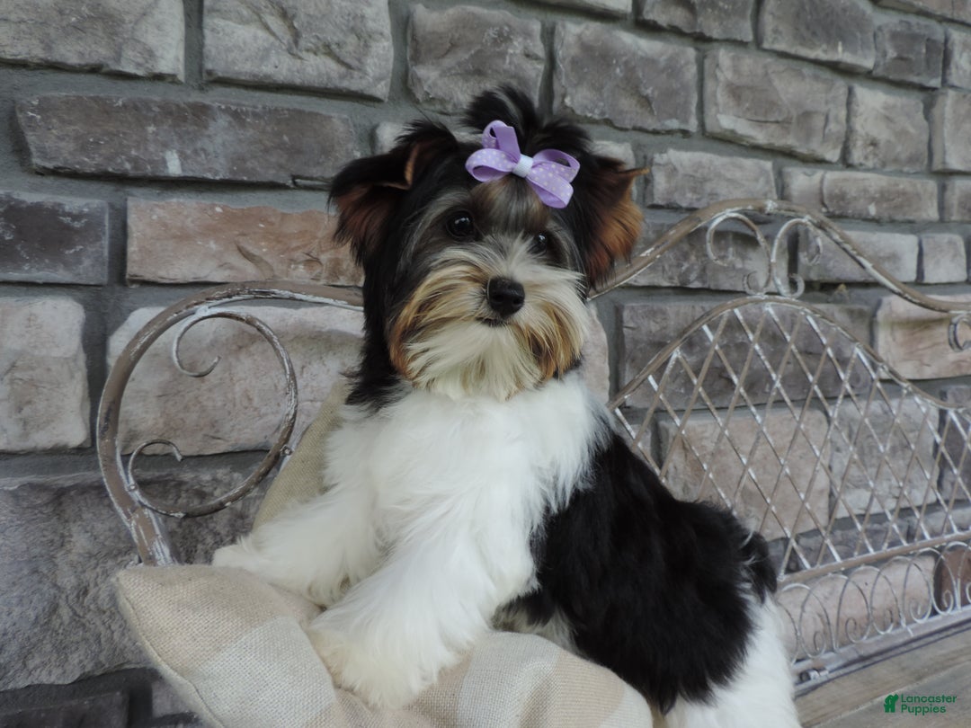 Biewer Terrier dogs for sale: Kodiak - Ad 12