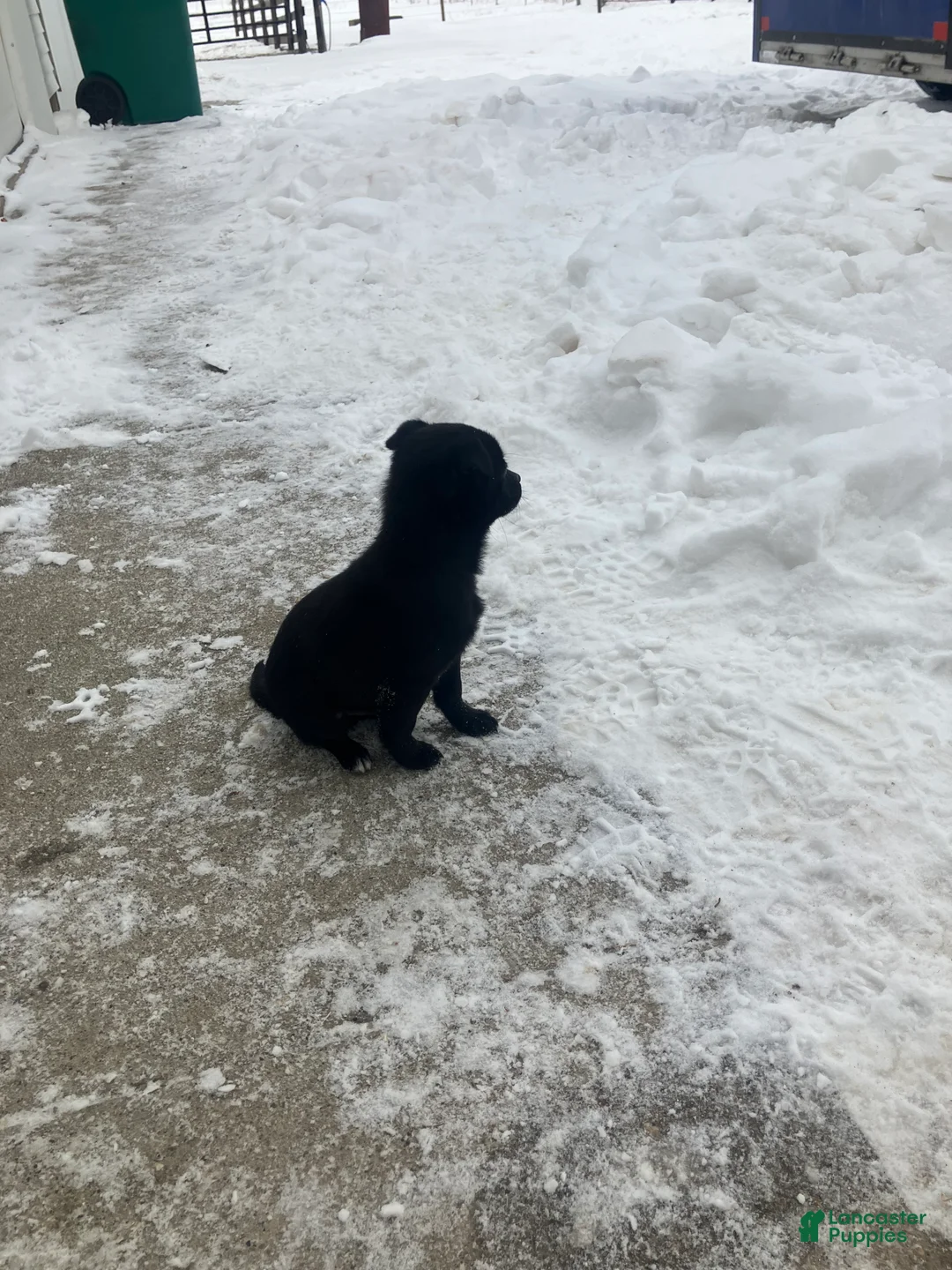 Mixed Breed dogs for sale: Bobby - Ad 3