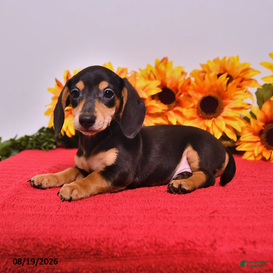 Miniature Dachshund dogs for sale: Doug  - Ad 2