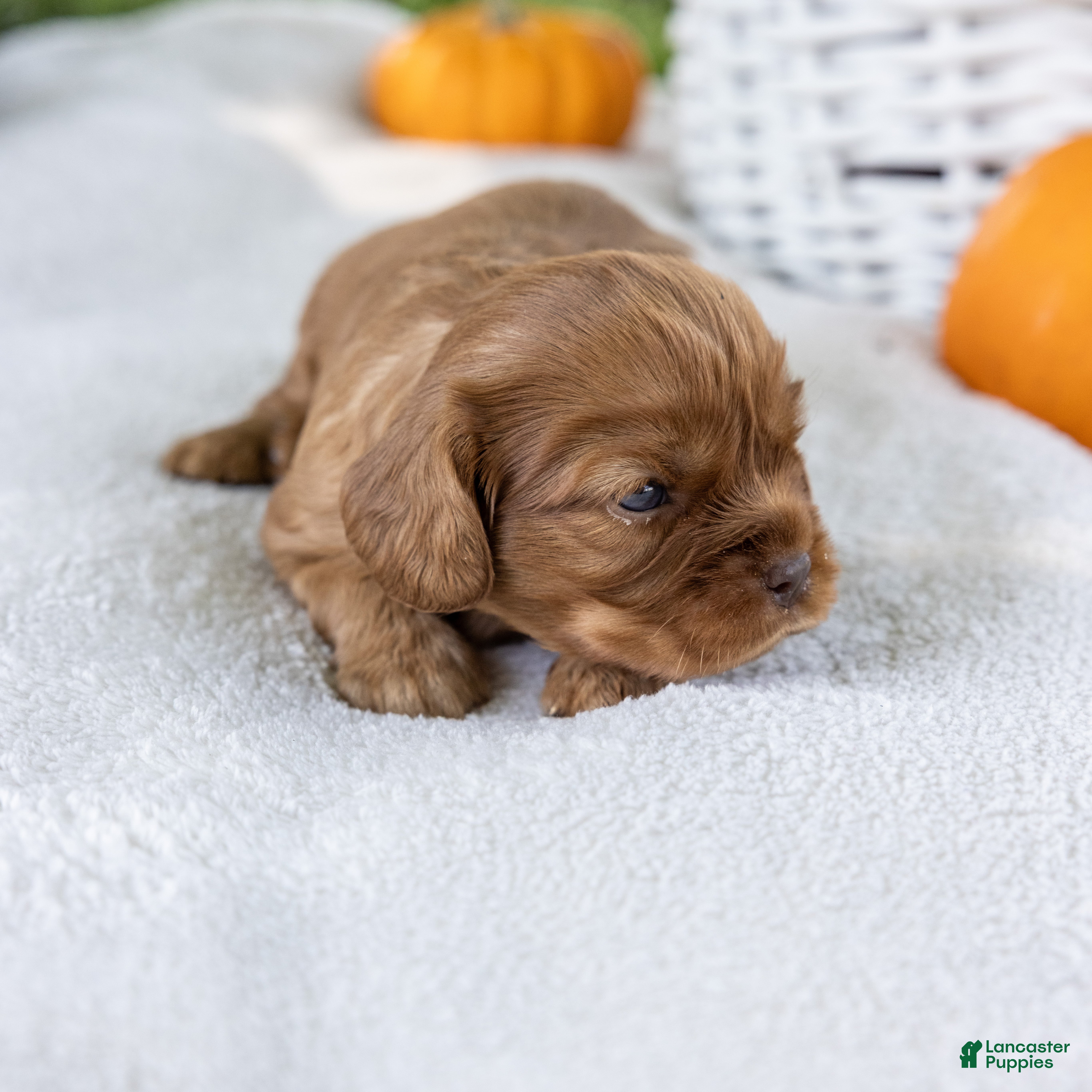 Cavalier King Charles Spaniel dogs Acorn - Ad 2