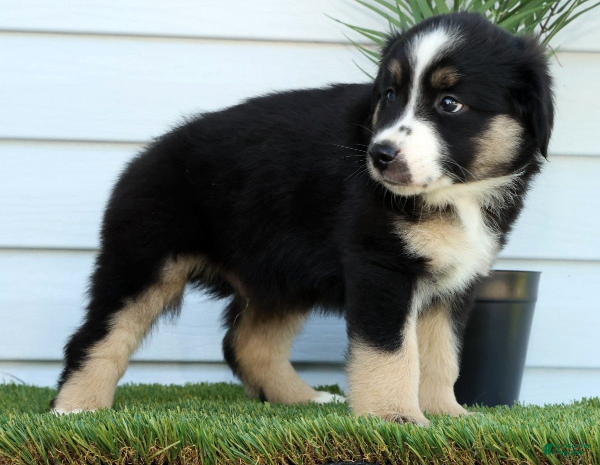 Miniature Australian Shepherd dogs for sale: Toby - Ad 6