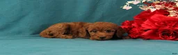 Mini Goldendoodle dogs for sale: Odelia - Ad 4