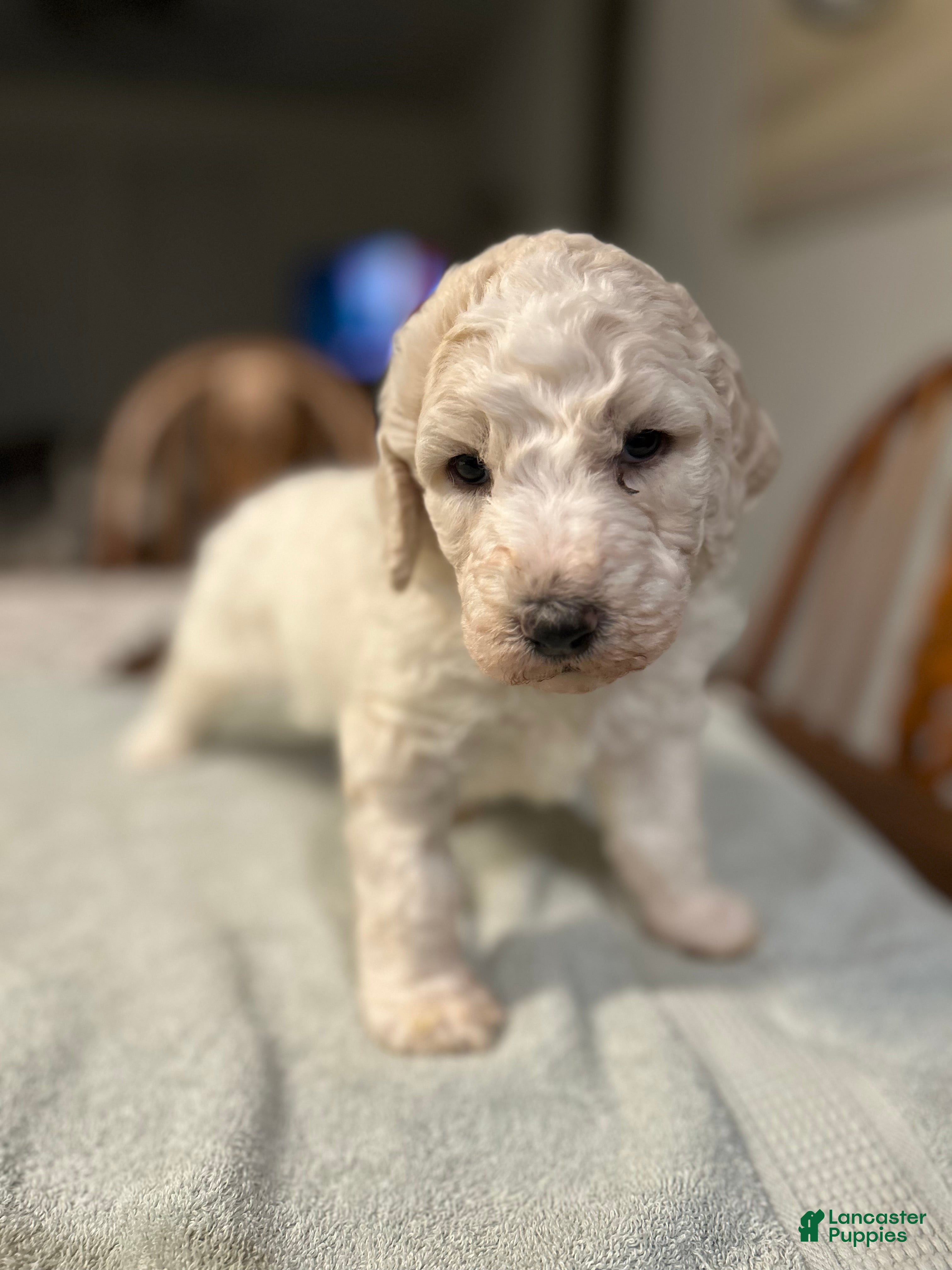 Standard Poodle dogs Breeze - Ad 2
