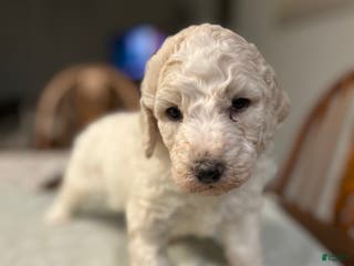 Standard Poodle dogs Breeze - Ad 2