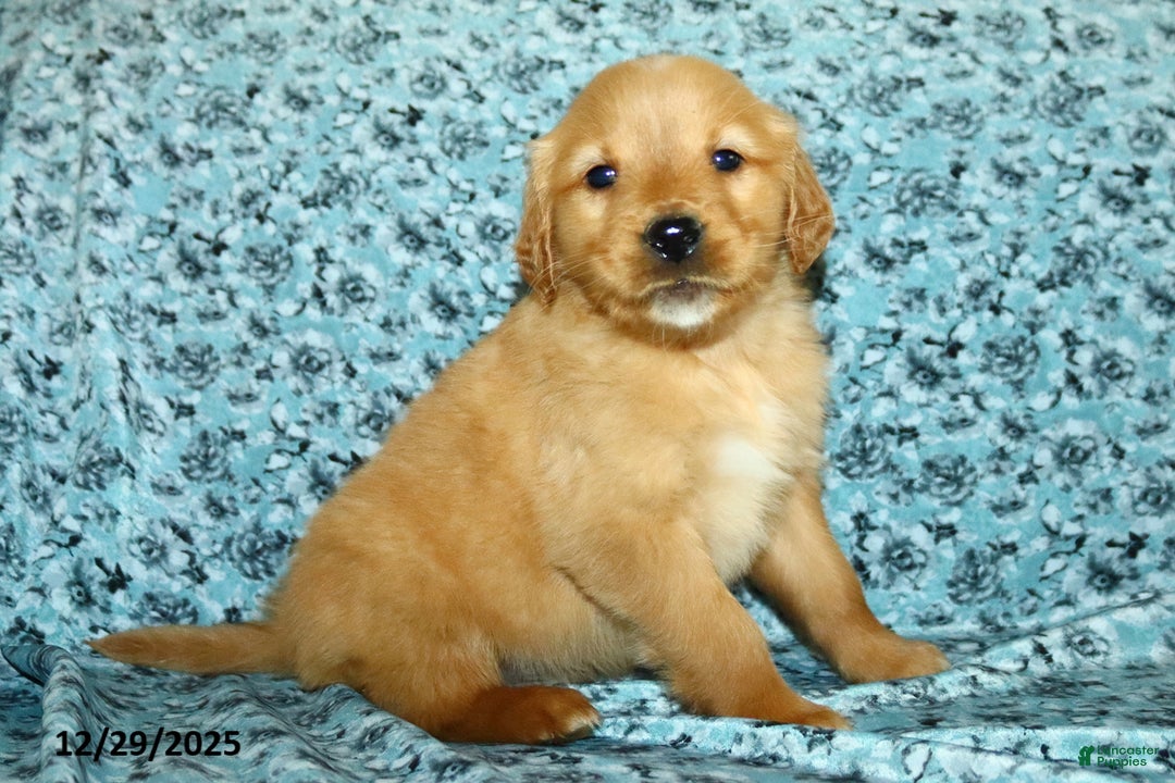 Golden Retriever dogs for sale: Heidi - Ad 3