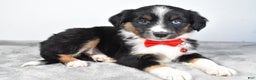 Miniature Australian Shepherd dogs for sale: Rocky - Ad 8