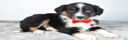 Miniature Australian Shepherd dogs for sale: Rocky - Ad 8