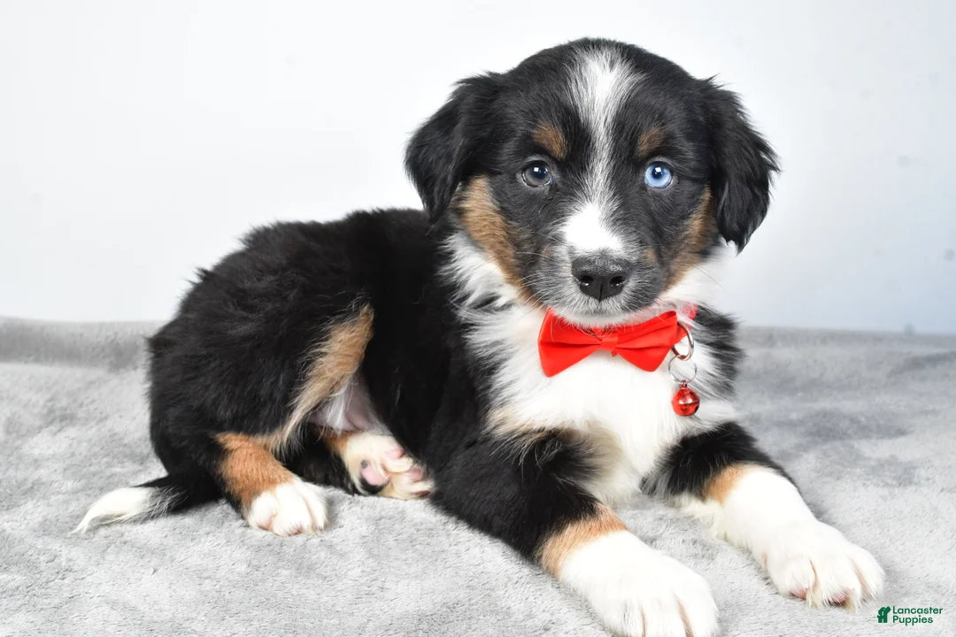 Miniature Australian Shepherd dogs for sale: Rocky - Ad 8