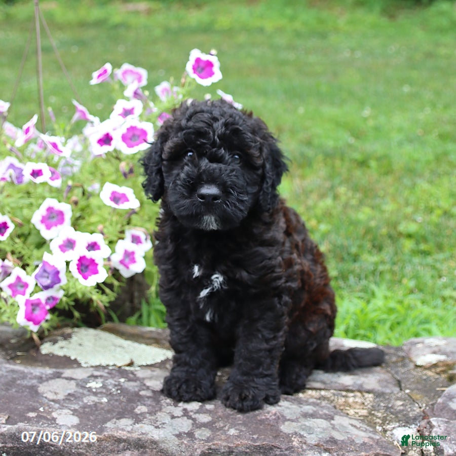 Whoodle dogs Billy - Ad 1