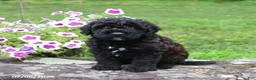 Whoodle dogs for sale: Billy - Ad 1