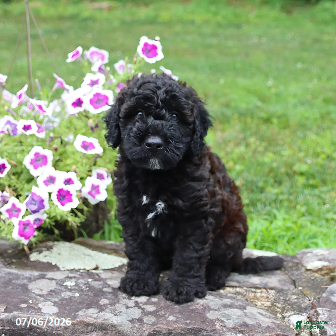 Whoodle dogs for sale: Billy - Ad 1
