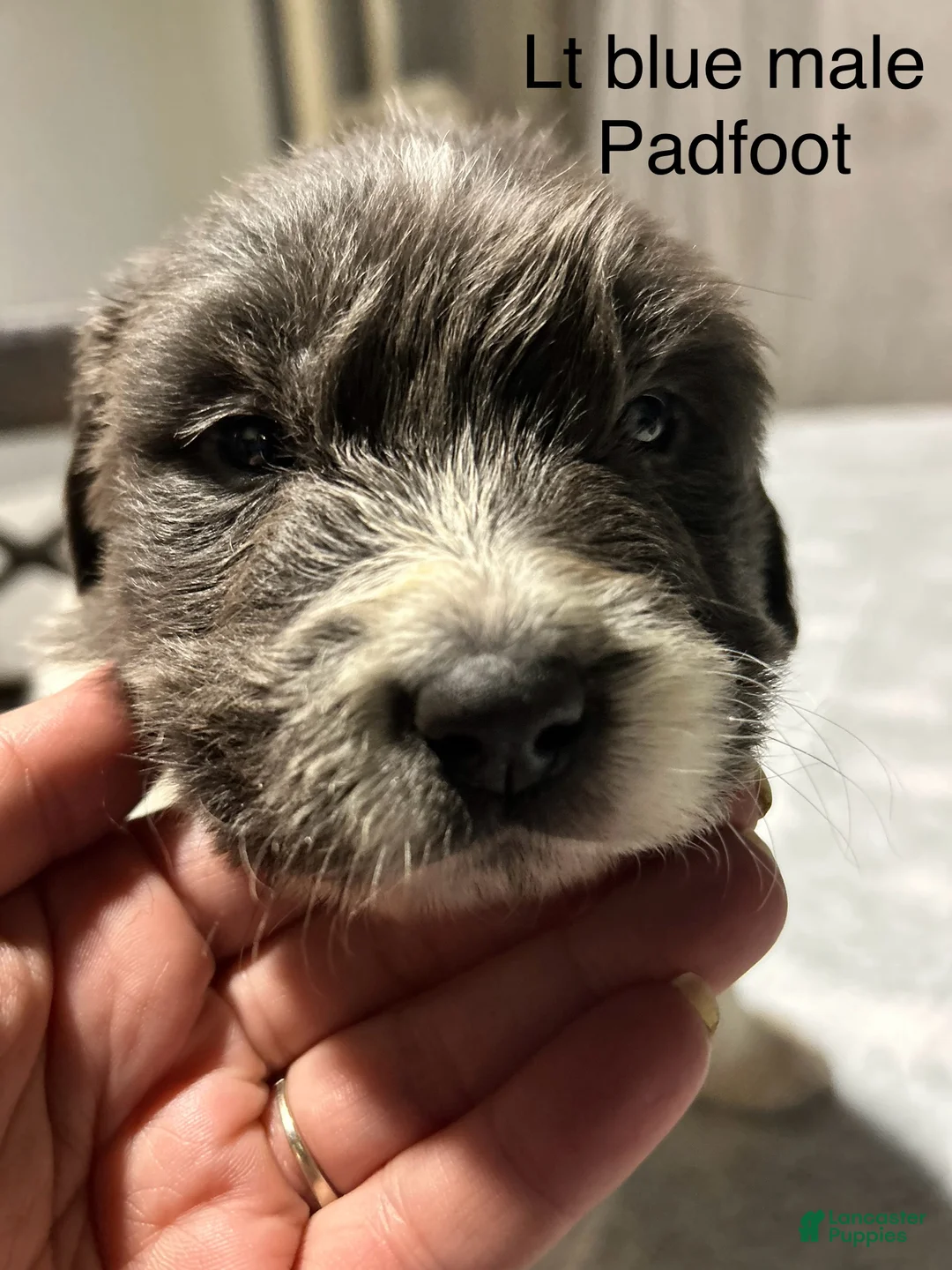 Mixed Breed dogs for sale: Mixed Breed Puppy 2 - Ad 3