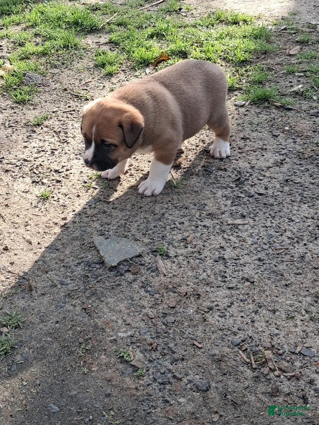 Mixed Breed dogs for sale: Valentine - Ad 9