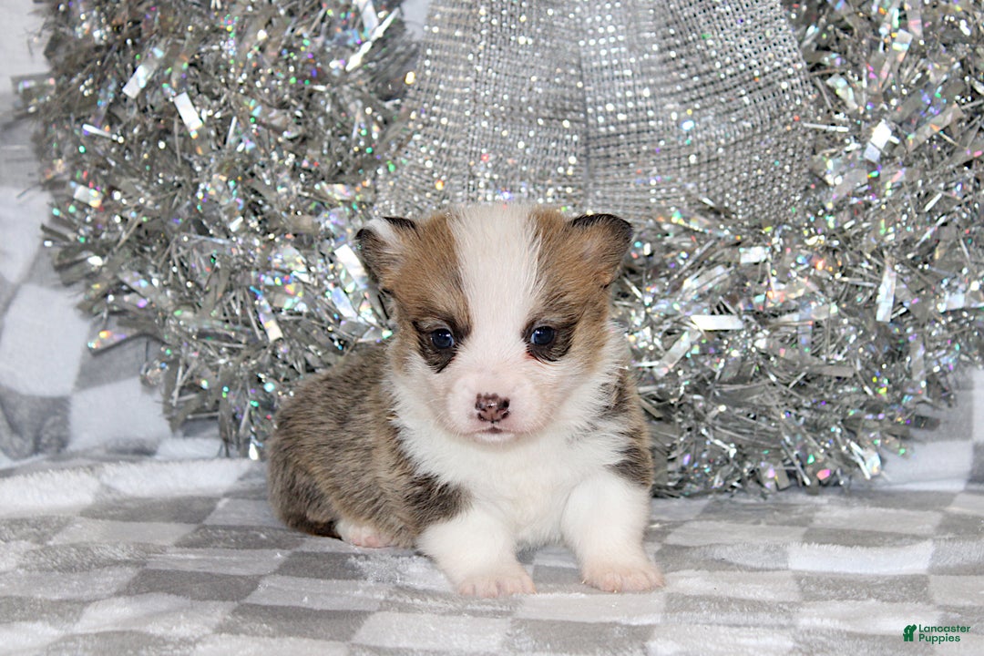 Welsh Corgi Pembroke dogs for sale: Sophie OFA Parents - Ad 6