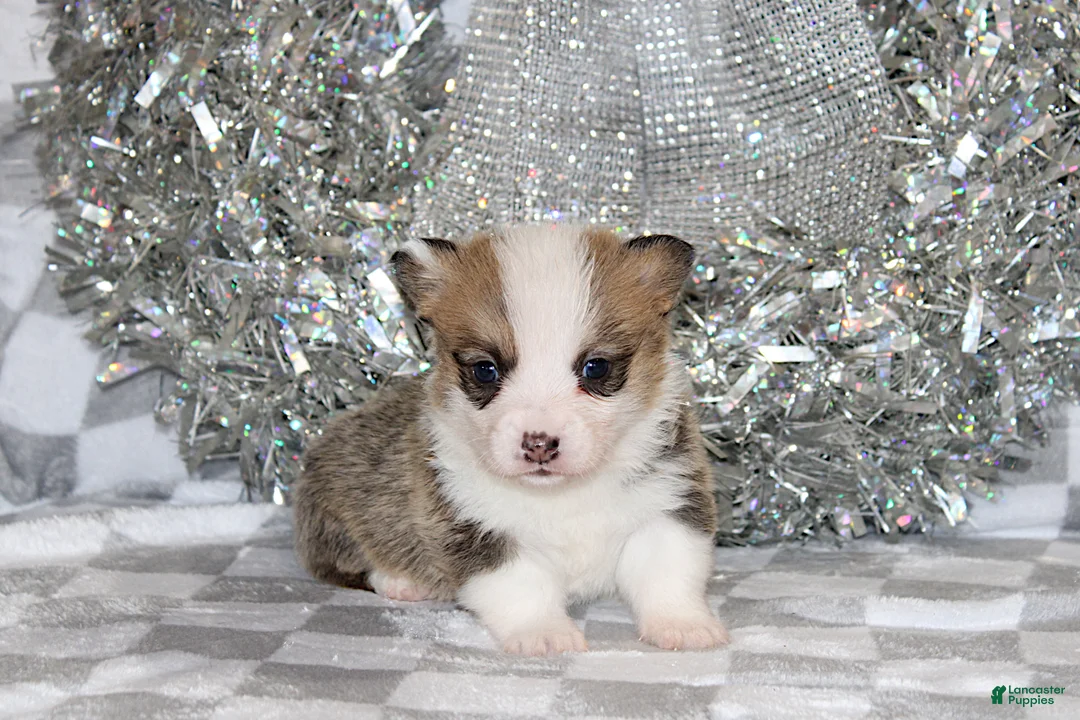 Welsh Corgi Pembroke dogs for sale: Carlotta - Ad 11