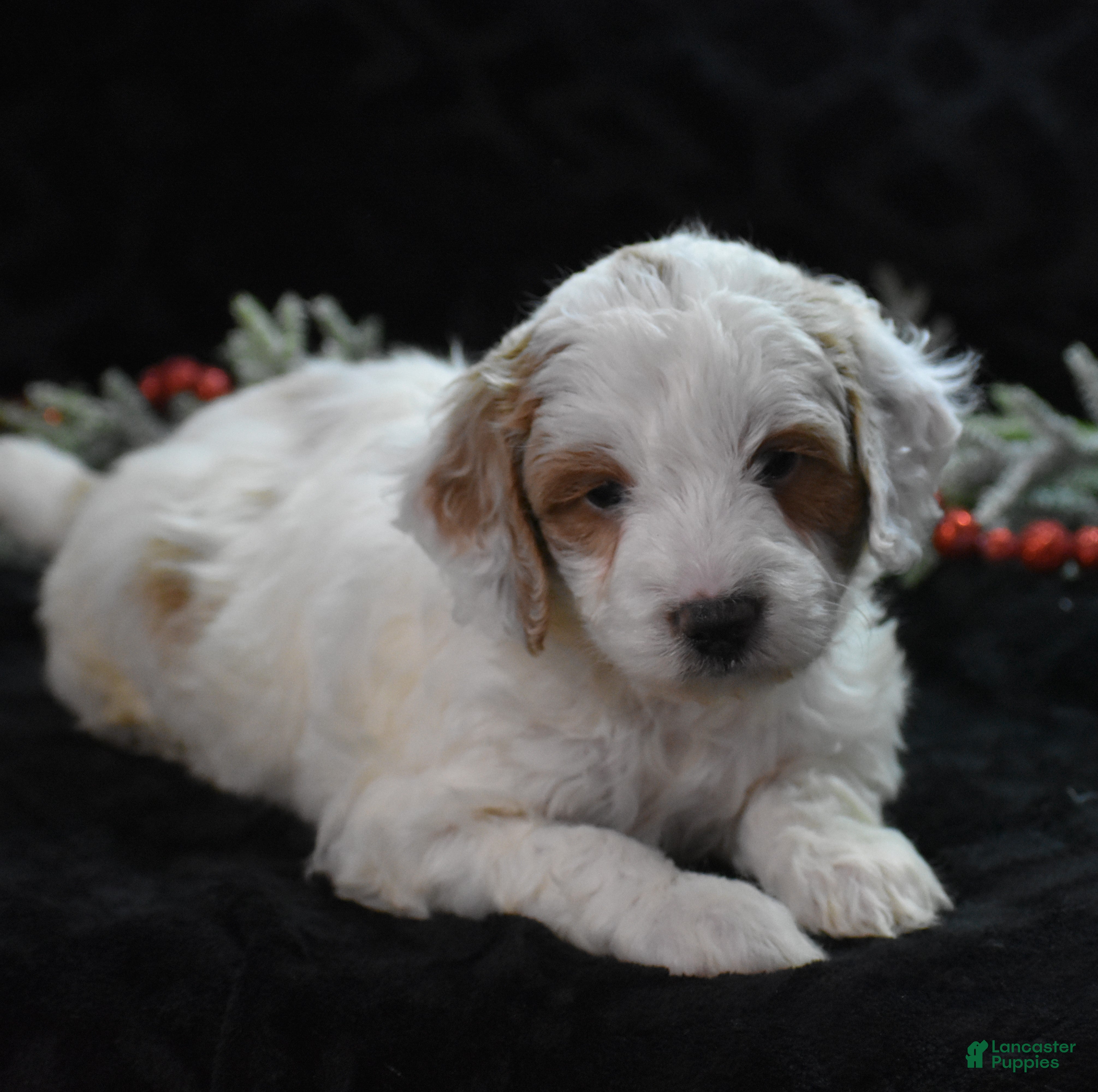 Mini Goldendoodle dogs Gordy - Ad 16
