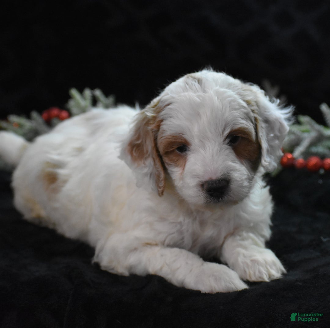 Mini Goldendoodle dogs for sale: Gordy - Ad 1