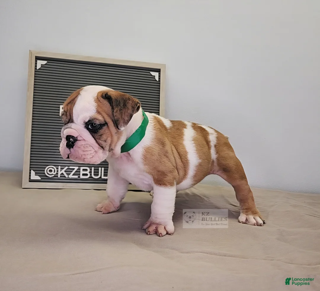 English Bulldog dogs for sale: Blaire - Ad 3
