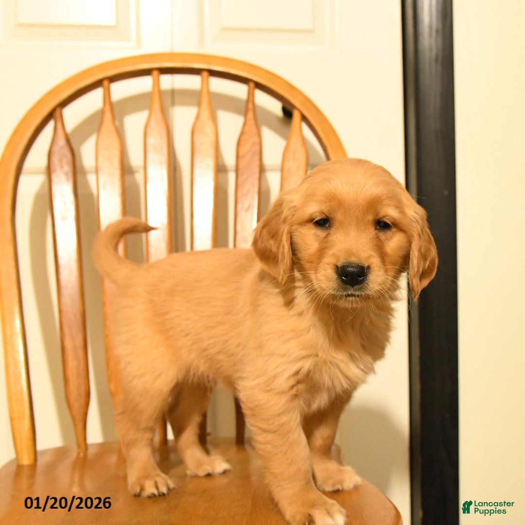 Golden Retriever dogs for sale: Blue - Ad 4