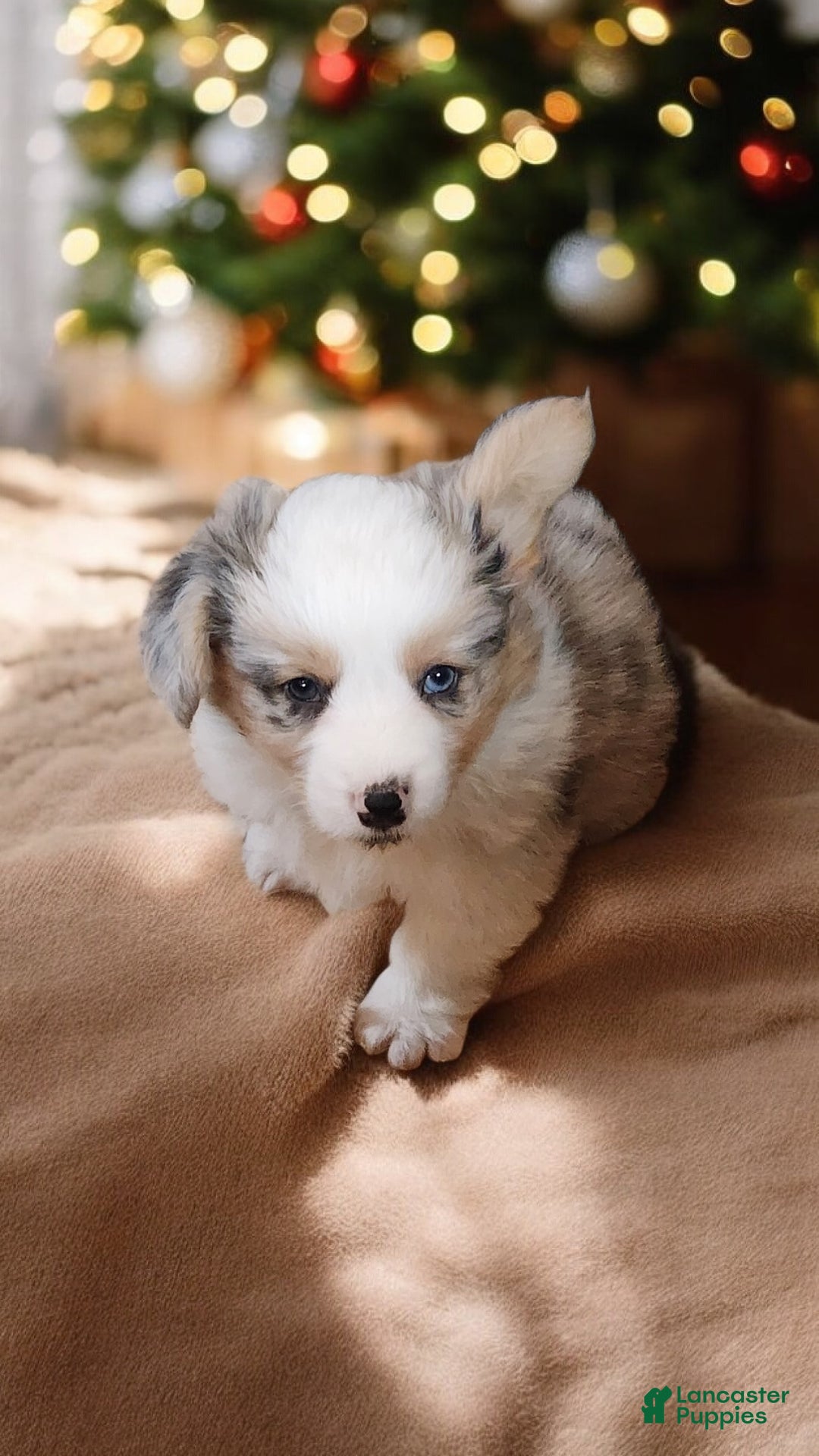 Welsh Corgi Pembroke dogs for sale: Merlin Fluffy Merle - Ad 8