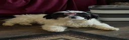 Shih Tzu dogs for sale: Shih Tzu 4 - Ad 4