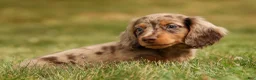 Miniature Dachshund dogs for sale: BUDDY - Ad 7