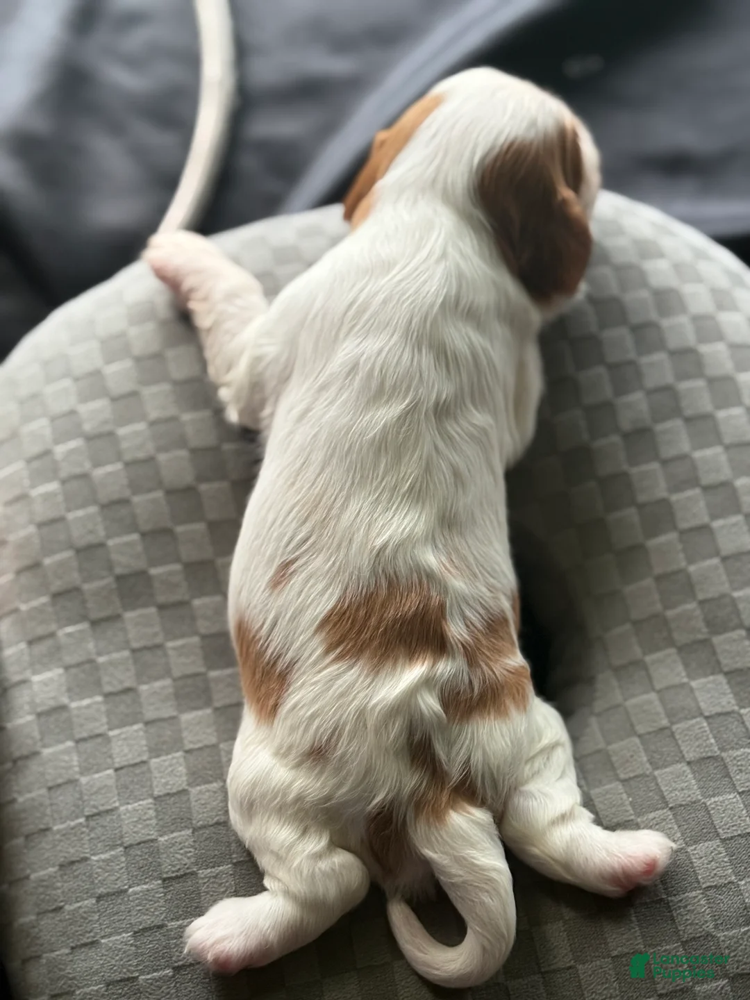 Cavalier King Charles Spaniel dogs for sale: Cavalier King Charles Spaniel 1 - Ad 2