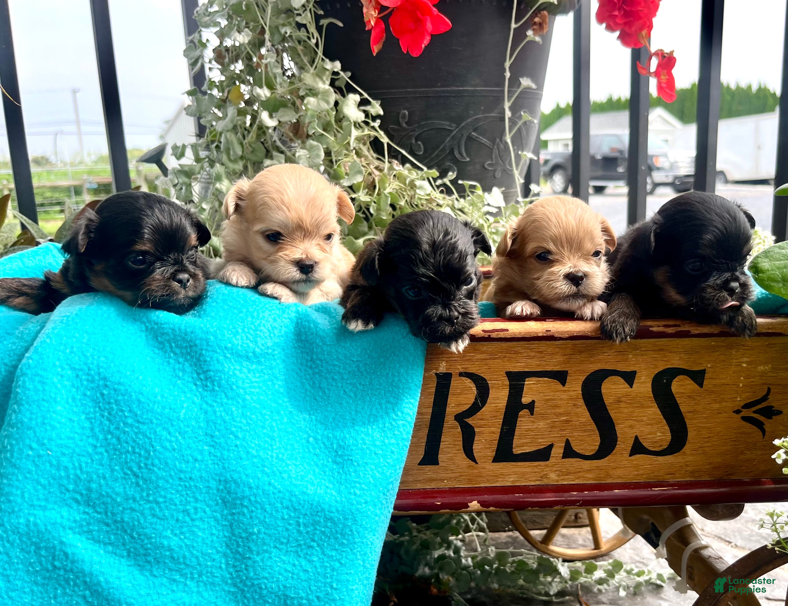 Pekapoo dogs Baby Giggles❤️ text or call to schedule a play date today - Ad 1