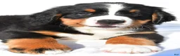 Bernese Mountain Dog dogs for sale: Patrick - Ad 3