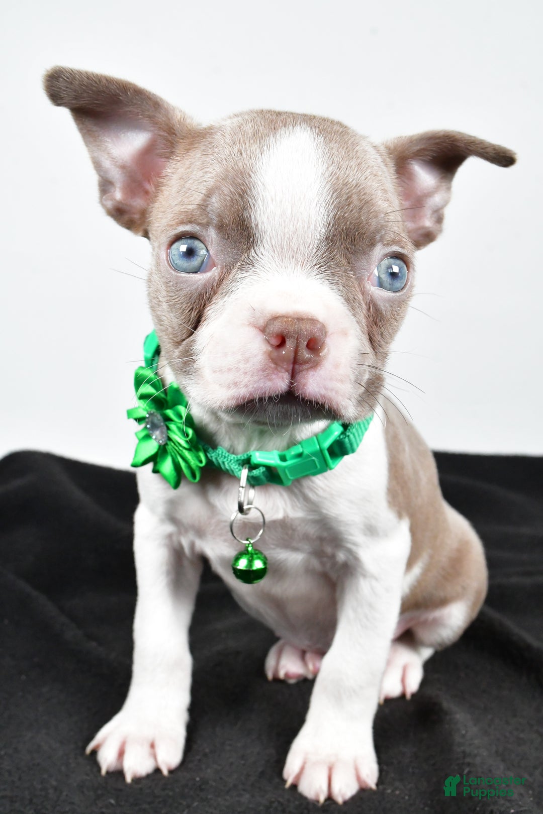 Boston Terrier dogs for sale: Yalena - Ad 3