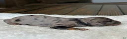 Mixed Breed dogs for sale: Phantom Merle Micro Mini - Ad 5