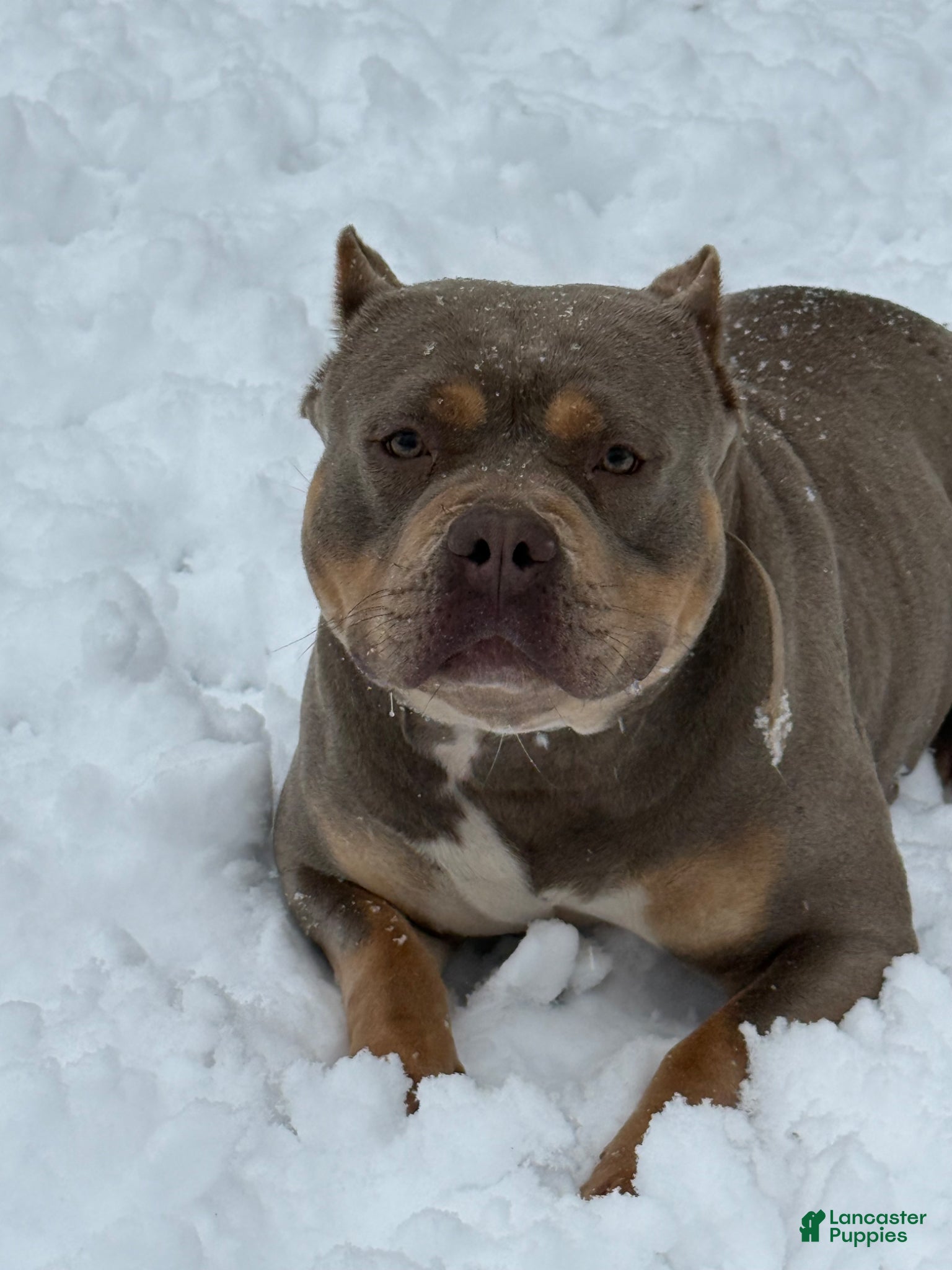 American Bully dogs American Bully Puppy 1 - Ad 2